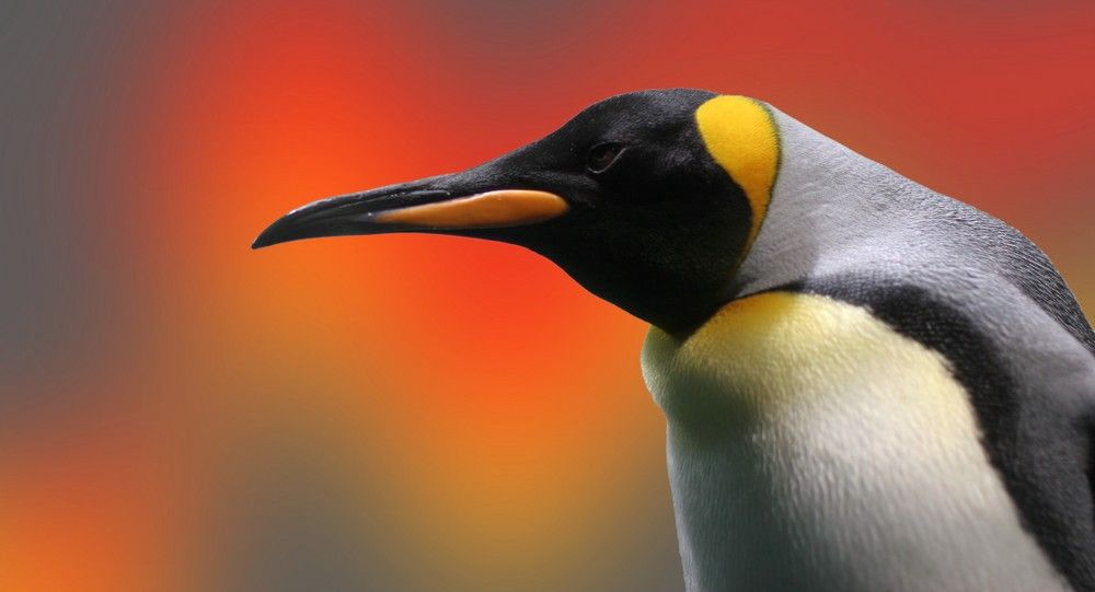 How to Protect Your Privacy on Linux